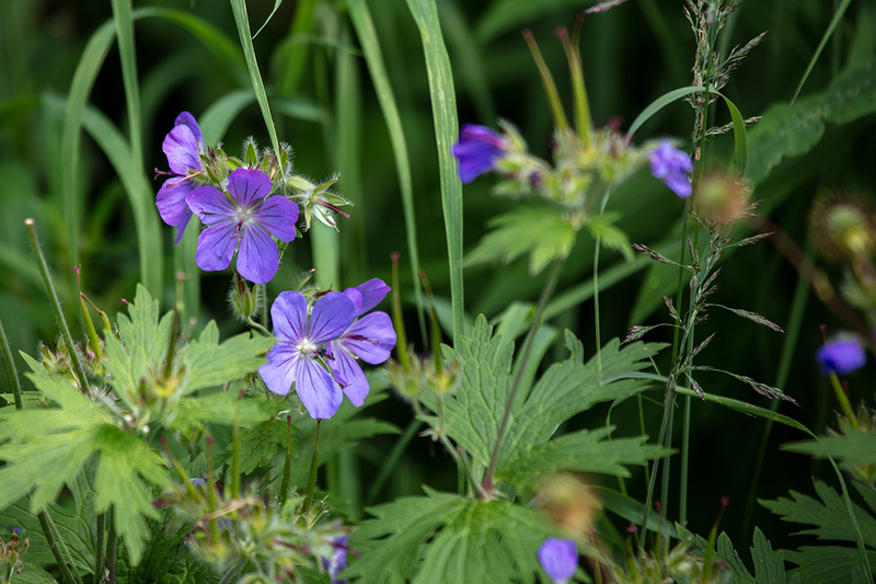 5G7A1453_R1 copy.jpg