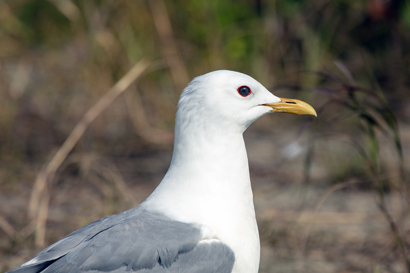 5G7A3621_R1 copy.jpg