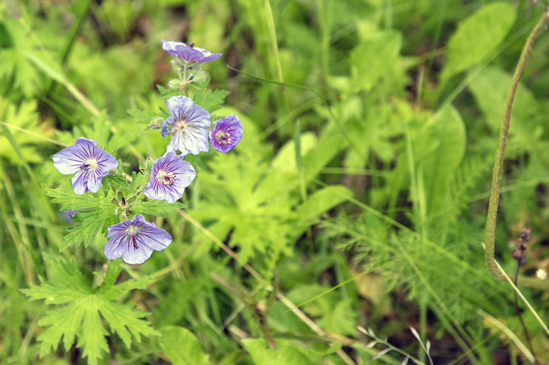 5G7A3859_R1 copy.jpg