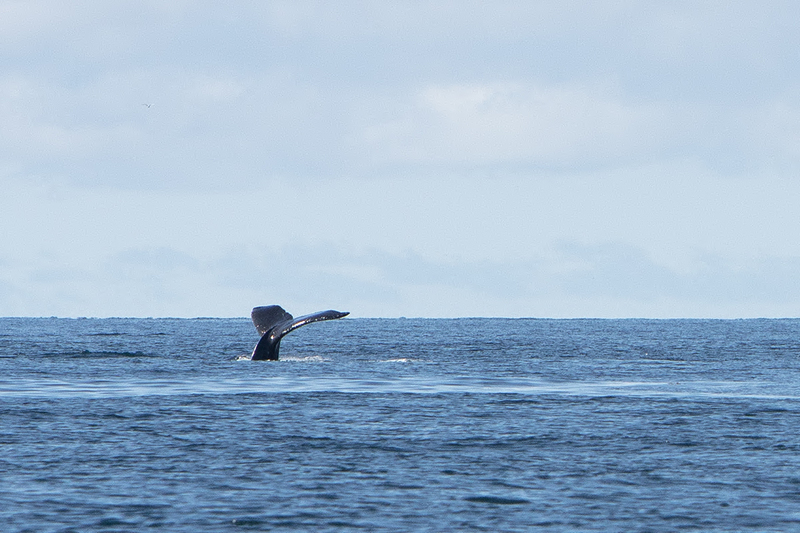 5G7A4278_R1_1 copy(1).jpg