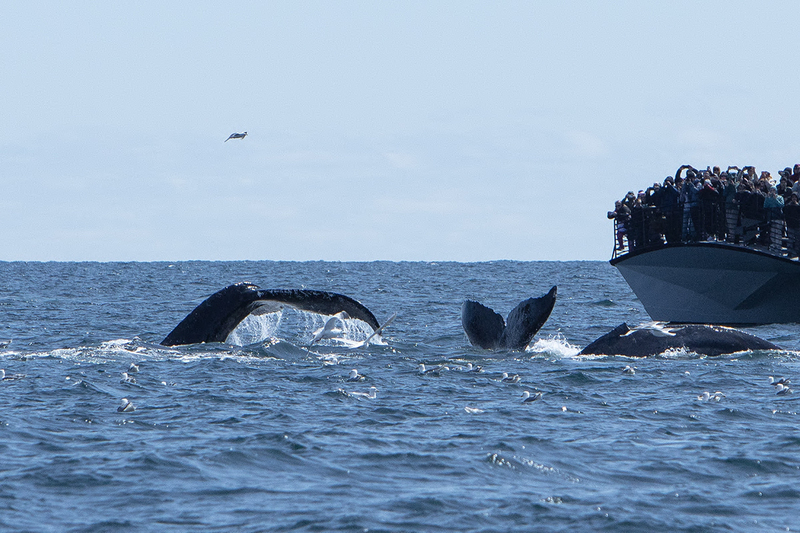 5G7A5043_R1 copy.jpg