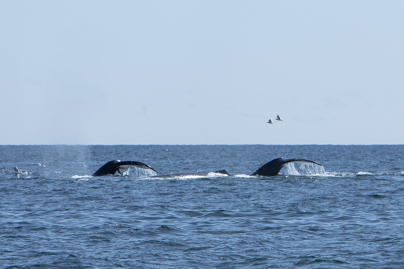 5G7A5318_R1 copy(1).jpg