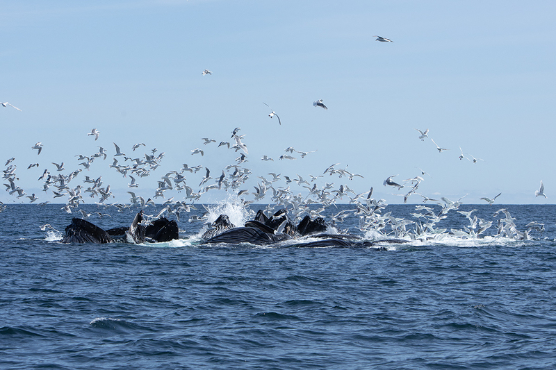 5G7A5339_R1 copy.jpg