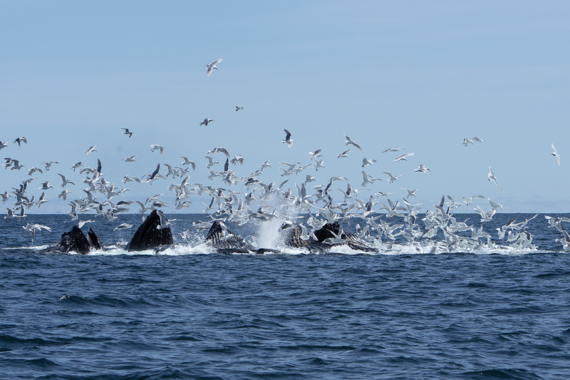 5G7A5342_R1 copy.jpg