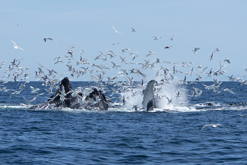 5G7A5409_R1 copy(1).jpg