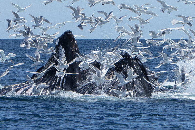 5G7A5409_R1_1 copy(1).jpg