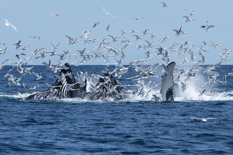 5G7A5410_R1 copy.jpg