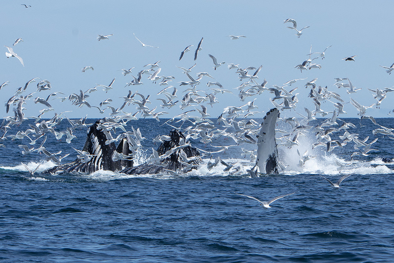 5G7A5411_R1_1 copy(1).jpg