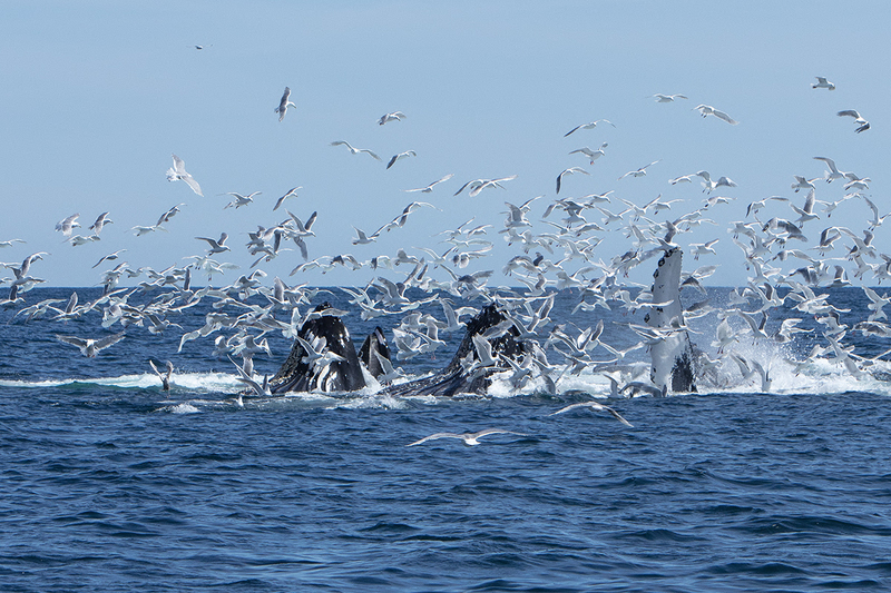 5G7A5412_R1 copy.jpg