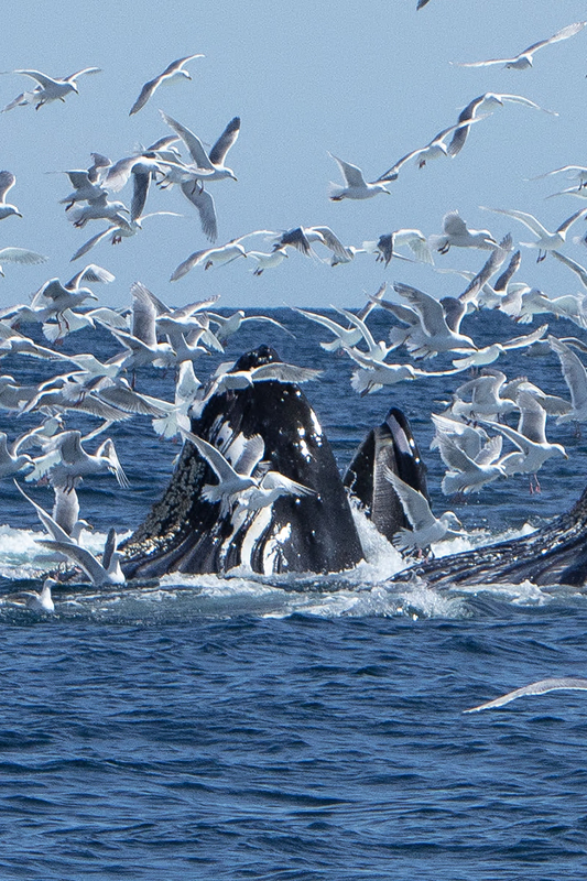 5G7A5412_R1_1 copy(1).jpg