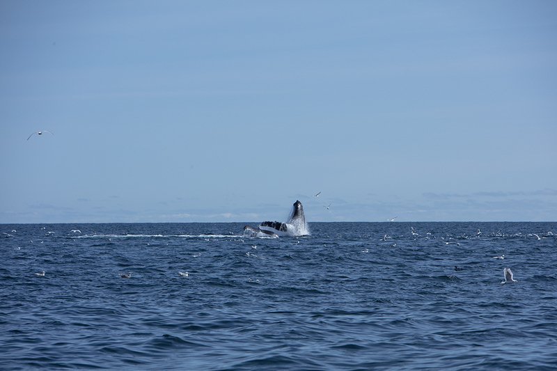 5G7A5462_R1 copy(1).jpg