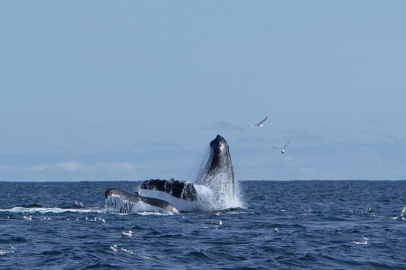 5G7A5462_R1_1 copy.jpg