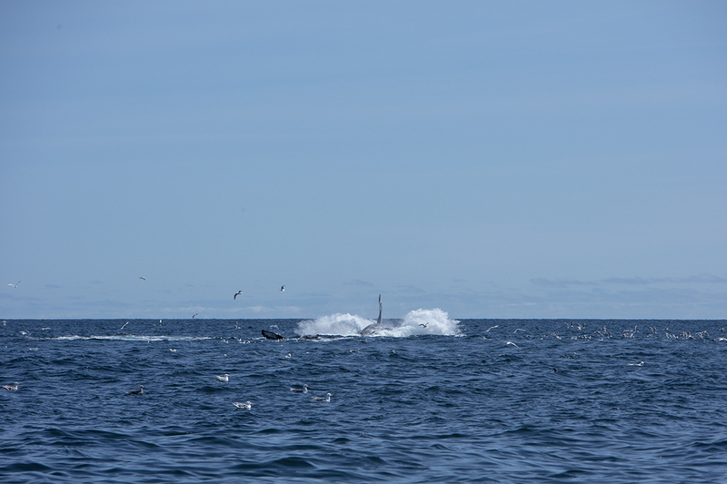 5G7A5470_R1 copy.jpg