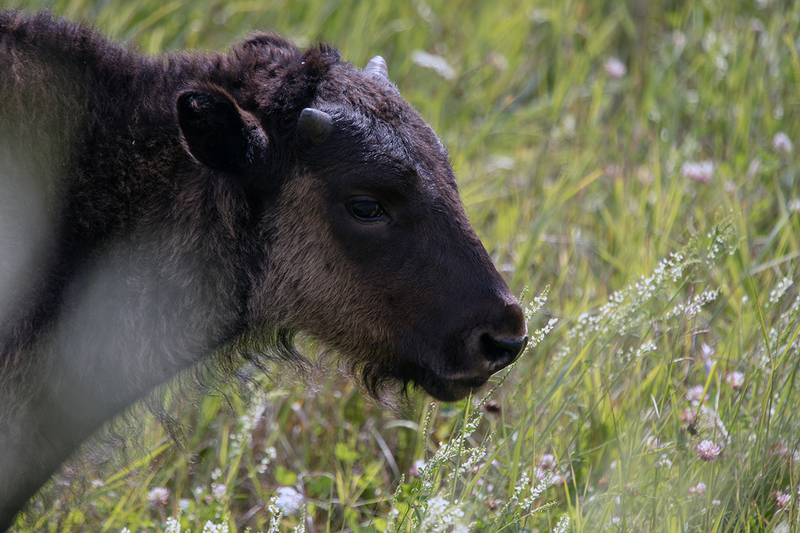 5G7A6724_R1 copy.jpg