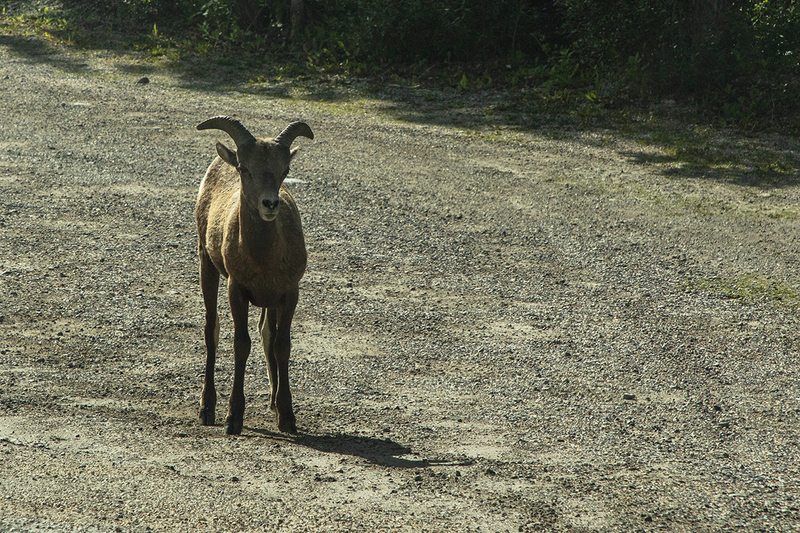 5G7A7068_R1 copy.jpg