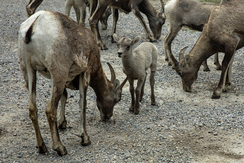 5G7A7238_R1 copy.jpg