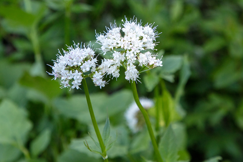 5G7A7707_R1 copy.jpg