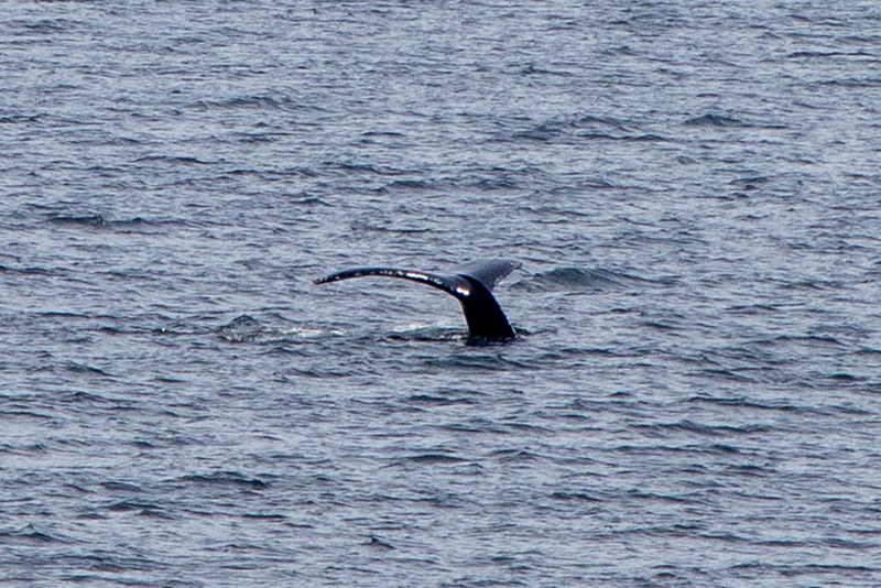 5G7A9503_R1_1 copy.jpg