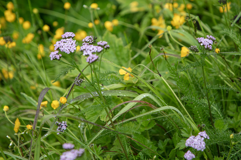 5G7A9736_R1 copy(2).jpg