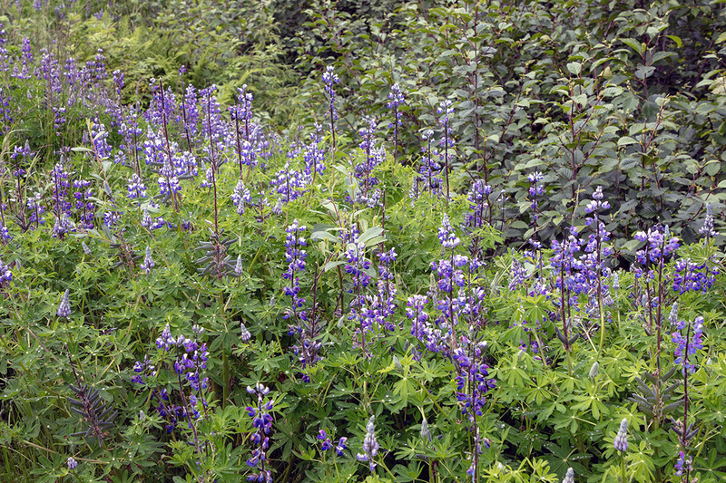 5G7A9799_R1 copy(1).jpg