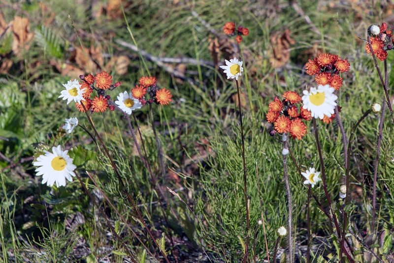 5G7A9916_R1 copy.jpg