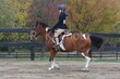 10-11-25 Willow-0033.jpg