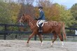 10-11-25 Willow-0231.jpg