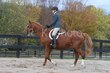 10-11-25 Willow-0233.jpg