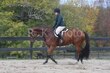 10-11-25 Willow-0234.jpg