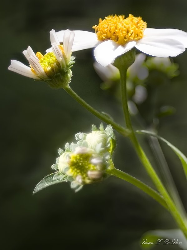 IMG_0067 Daisies2 - 9x12.jpg