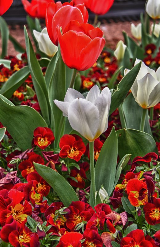 IMG_6808_HDR1.jpg