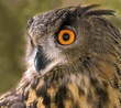 _DSC0015 Owl cropped_folio.jpg