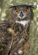 _DSC0022 Owl_folio.jpg
