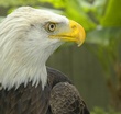 _DSC0076 Eagle cropped.jpg