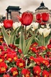 Tulip Time - International Photography Contest Nominee 2-16-13.jpg