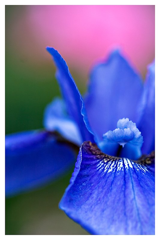 Blue-Iris.jpg