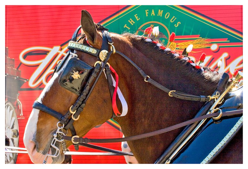 Clydesdale-close-up.jpg