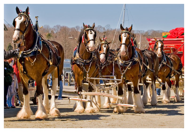 Clydesdales-3.jpg