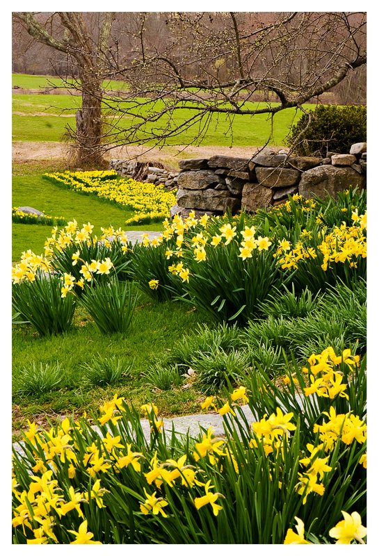 Daffodils-on-a-Rainy-Day.jpg