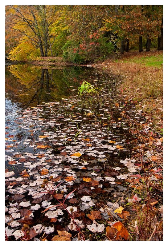 Floating-Leaves-in-a-Pond.jpg