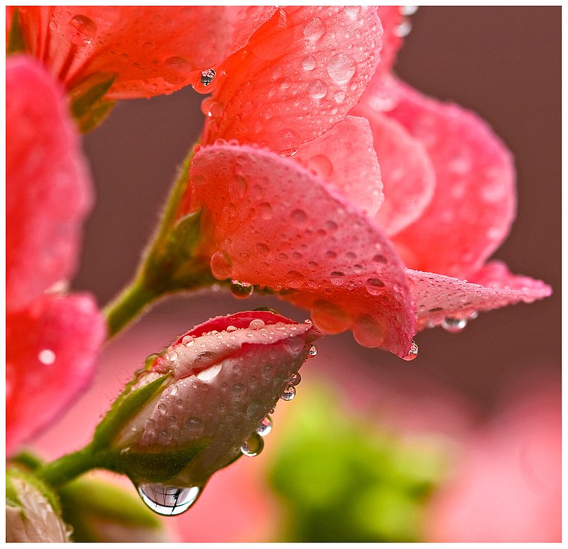 Geranium-Bud-And-Water-Droplet.jpg