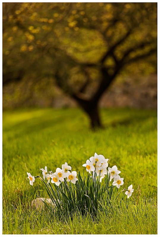 Haley Farm Spring.jpg