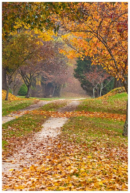 Into-The-Mist.jpg :: Stonington .. A dirt road on a damp,cool misty day