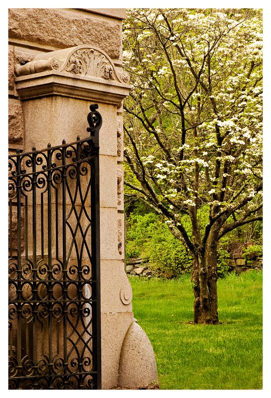 Iron-Fence-and-Dogwood.jpg