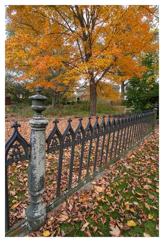 Iron-Fence-and-Maple-Tree.jpg