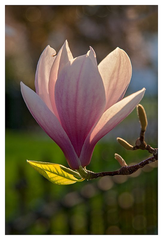 Magnolia-in-the-Sun.jpg