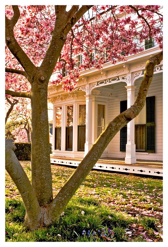 Magnolia-shipbuilders home.jpg :: Mystic Seaport - A 19th century home is framed by a magnolia tree on a beautiful spring day.