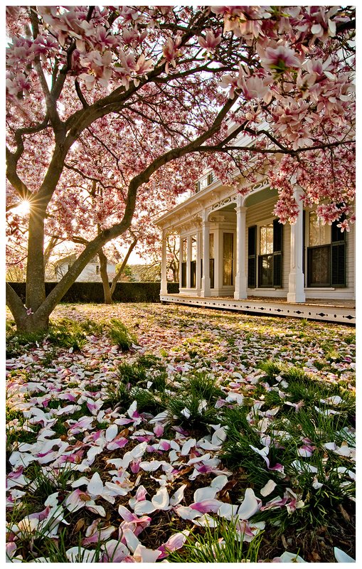 Magnolia-sunset.jpg :: Mystic .. A beautiful Magnolia in full bloom in early May with a captains home in the background.