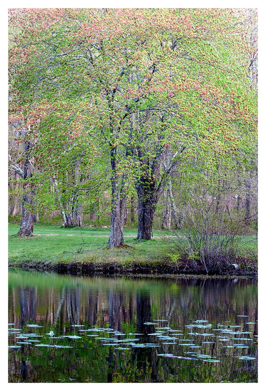 Maple-Tree-in-early-May.jpg