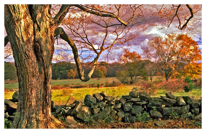 November farmland.jpg :: North Stonington Ct. One of the many stone walls of Ct. surrounds farmland on this cool November afternoon.